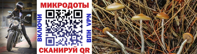 Галлюциногенные грибы Cubensis  OMG вход  Калининск 